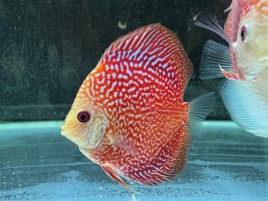 画像1: ブリード　レッドアナコンダディスカス　1匹　神戸店在庫　