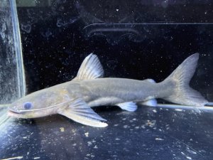画像1: WILD　メガマウスキャット　2番　神戸店在庫