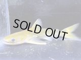 WILD　メガマウスキャット　1番　神戸店在庫