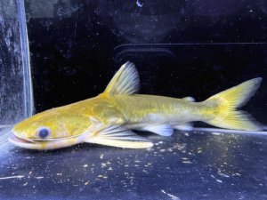画像1: WILD　メガマウスキャット　1番　神戸店在庫