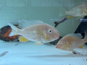 画像1: BIGサイズ　アカリクティス　ヘッケリー　アルビノ　1匹　神戸店在庫