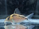 WILD　コリドラス　ロングノーズエヴェリナエ　コロンビア　k-2　神戸店在庫