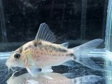 WILD　コリドラス　ロングノーズエヴェリナエ　コロンビア　k-4　神戸店在庫