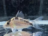 WILD　コリドラス　ロングノーズエヴェリナエ　コロンビア　k-5　神戸店在庫
