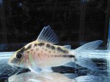 WILD　コリドラス　ロングノーズエヴェリナエ　コロンビア　k-1 　神戸店在庫