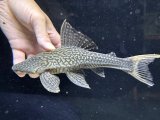珍種　GOODサイズ　ホワイトテールアカリエスピーニョ　2番　神戸店在庫