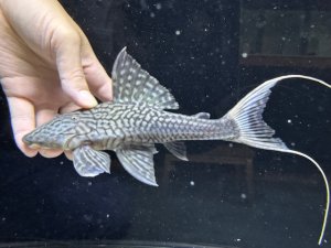 画像1: 珍種　GOODサイズ　ホワイトテールアカリエスピーニョ　3番　神戸店在庫