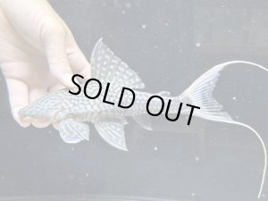 画像1: Black Friday　珍種　GOODサイズ　ホワイトテールアカリエスピーニョ　3番　神戸店在庫