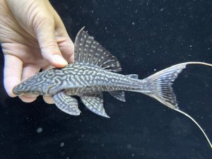 画像1: 珍種　GOODサイズ　ホワイトテールアカリエスピーニョ　1番　神戸店在庫