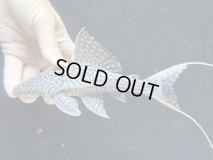 画像1: Black Friday　珍種　GOODサイズ　ホワイトテールアカリエスピーニョ　1番　神戸店在庫