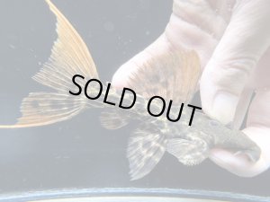 画像1: 周年特価品　極美個体　スーパーレッドタイタニックトリム　f-1　神戸店在庫