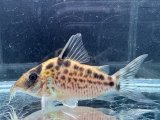 WILD　コリドラス　ロングノーズエヴェリナエ　コロンビア　k-3 　神戸店在庫