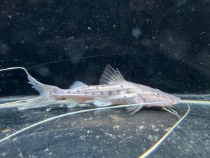 画像1: GOODサイズ　ピライーバ　約12〜15cm　1匹　神戸店在庫