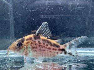 画像1: 周年特価品　WILD　コリドラス　ロングノーズエヴェリナエ　コロンビア　k-2 　神戸店在庫