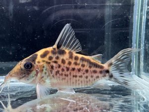 画像1: 周年特価品　WILD　コリドラス　ロングノーズエヴェリナエ　コロンビア　k-7　神戸店在庫
