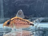 WILD　コリドラス　ロングノーズエヴェリナエ　コロンビア　k-6　神戸店在庫
