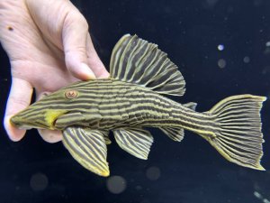 画像1: 周年特価品　WILD　ゴールデンロイヤルプレコ　アラグアイア　1番　神戸店在庫
