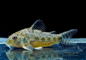 画像1: Black Friday　WILD　コリドラス　ノルディスティーニョ　ブラジル北東部　1匹　神戸店在庫