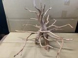 珍しい流木　ホワイトブランチウッド　Lサイズ　16番　神戸店在庫　　