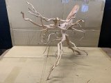 珍しい流木　ホワイトブランチウッド　Lサイズ　13番　神戸店在庫　　