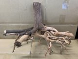 珍しい流木　ホワイトブランチウッド　Lサイズ　6番　神戸店在庫　　