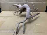 珍しい流木　ホワイトブランチウッド　Lサイズ　11番　神戸店在庫　　