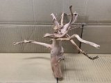 珍しい流木　ホワイトブランチウッド　7番　神戸店在庫　　