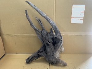 画像1: 珍しい流木　ホーンウッド　14番　神戸店在庫　　