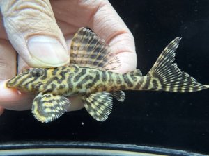 画像1: WILD　L-066　ニューメガクラウンゼブラ　f-1　神戸店在庫　