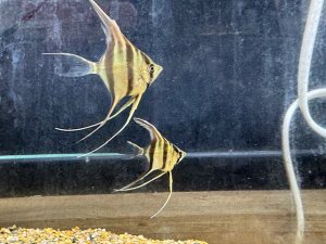 画像1: 多少ヒレ曲がりの為特価　WILD　アルタムエンゼル　2匹　500円玉サイズ　神戸店在庫