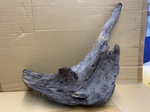 画像1: 珍しい流木　ホーンウッド　31番　神戸店在庫　　