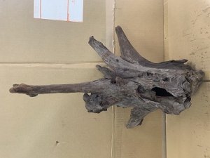 画像1: 珍しい流木　ホーンウッド　18番　神戸店在庫　　