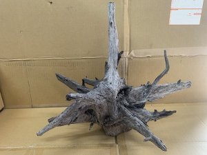 画像1: 珍しい流木　ブラックホーン　3番　神戸店在庫　　