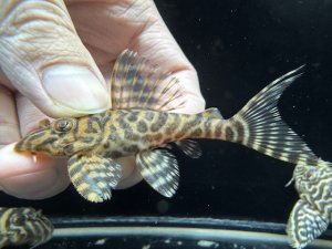 画像1: WILD　L-066　ニューメガクラウンゼブラ　f-2　神戸店在庫　