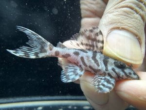 画像1: 良血　国産ブリード　L236　リアルメガクラウンゼブラ　スーパーホワイト　9番　神戸店在庫　
