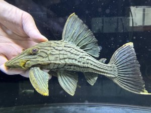画像1: BIGサイズ　グリーンロイヤルプレコ　2番　神戸店在庫