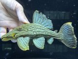 BIGサイズ　グリーンロイヤルプレコ　1番　神戸店在庫
