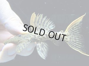 画像1: 極美個体　スーパーレッドタイタニックトリム　f-1　神戸店在庫