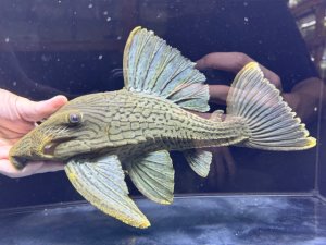画像1: BIGサイズ　グリーンロイヤルプレコ　3番　神戸店在庫