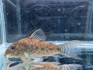 画像1: WILD　コリドラス　ノルディスティーニョ　ブラジル北東部　4番　神戸店在庫