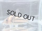 限定特価品　美個体　コリドラス　ビファシアータス　3番　神戸店在庫