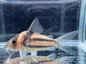 画像1: 周年特価品　美個体　コリドラス　ビファシアータス　3番　神戸店在庫