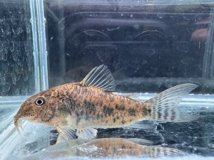 画像1: WILD　コリドラス　ノルディスティーニョ　ブラジル北東部　3番　神戸店在庫