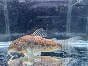 画像1: WILD　コリドラス　ノルディスティーニョ　ブラジル北東部　2番　神戸店在庫