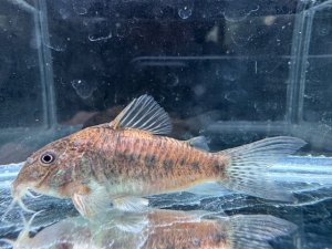 画像1: WILD　コリドラス　ノルディスティーニョ　ブラジル北東部　1番　神戸店在庫