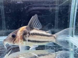 画像1: 周年特価品　美個体　コリドラス　ビファシアータス　7番　神戸店在庫