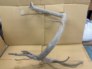 画像1: 珍しい流木　天然特大流木　13番　神戸店在庫　　