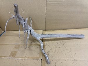 画像1: 珍しい流木　天然特大流木　8番　神戸店在庫　　