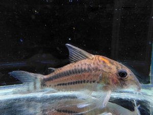 画像1: WILD　コリドラス　パヴァネリアエ　Ｌサイズ　6番　神戸店在庫