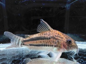 画像1: WILD　コリドラス　パヴァネリアエ　Ｌサイズ　1番　神戸店在庫